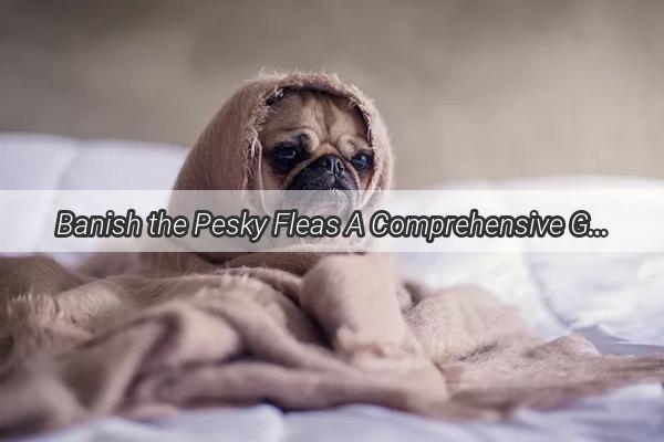 Banish the Pesky Fleas A Comprehensive Guide to Dog Flea Removal and Prevention